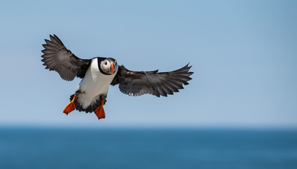 Atlantic Puffin off the coast of Maine 