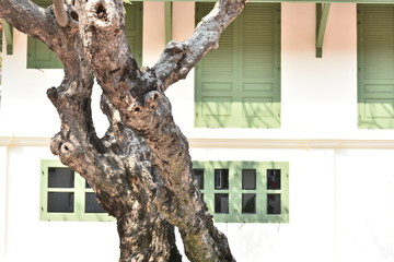 Ancient style houses and old Plumeria trees
