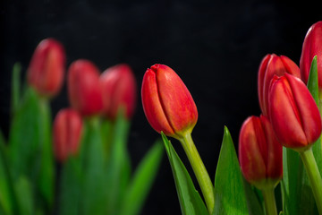 Red tulips on a black background.