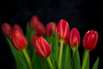 Red tulips on a black background.