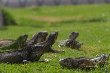  Iguanas in the park