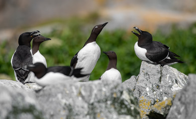 Razorbill and murre 