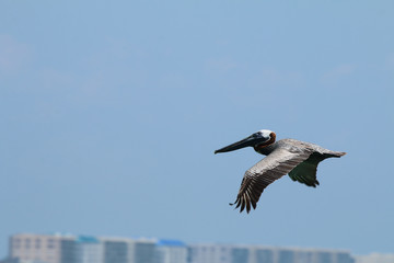Brown Pelican in flight_9321
