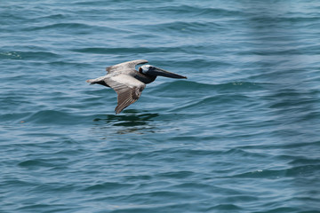 Brown Pelican in flight_9427