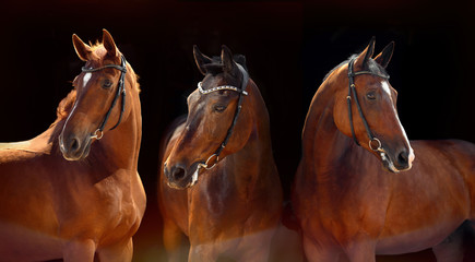 Three beautiful Bay horses with classic bridle isolated on black background. Web banner.
