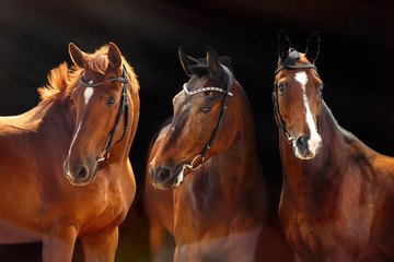 Three beautiful Bay horses with classic bridle isolated on black background. Web banner.