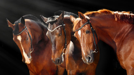 Three beautiful Bay horses with classic bridle isolated on black background. Web banner.