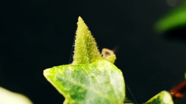 Creepy litle female Running Crab Spider (Philodromus dispar) on a leaf
