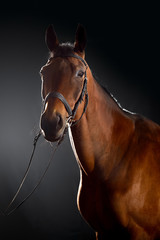 Obraz premium Portrait of bay horse with classic bridle isolated on black background