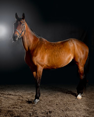 Portrait of bay horse with classic bridle isolated on black background
