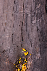 Detailed close up of a nature background