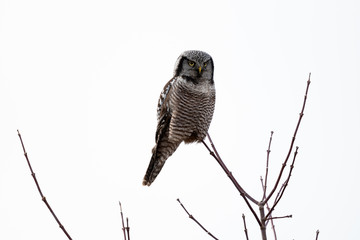 Wild Northern Hawk Owl Perched On A Branch.