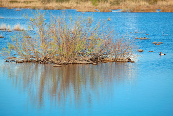 blue swamp scenery and wild nature