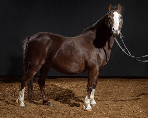 Obraz premium Portrait of a small beautiful dark Bay pony isolated on a dark background. Shetland pony