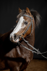 Portrait of a small beautiful dark Bay pony isolated on a dark background. Shetland pony