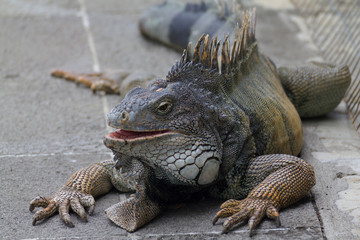  Iguanas in the park