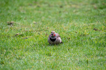 A picture of a northern flicker perching on the ground.   Vancouver BC Canada