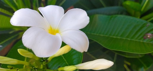 white frangipani flowers in the garden