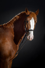 Fototapeta premium Portrait of bay horse with classic bridle isolated on black background