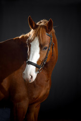Fototapeta premium Portrait of bay horse with classic bridle isolated on black background