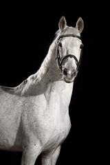 Fototapeta na wymiar beautiful white horse portrait with classic bridle isolated on black background