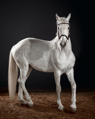 Obraz na płótnie Canvas beautiful white horse portrait with classic bridle isolated on black background