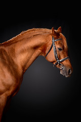 arabian horse portrait with classic bridle isolated on black background