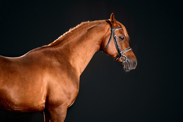 arabian horse portrait with classic bridle isolated on black background