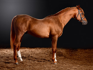 arabian horse portrait with classic bridle isolated on black background