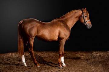 arabian horse portrait with classic bridle isolated on black background