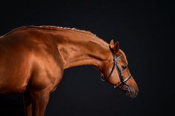 Fototapeta na wymiar arabian horse portrait with classic bridle isolated on black background