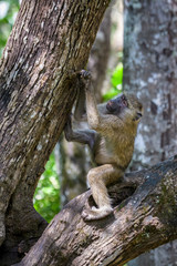 Curious young baboon sitting on a tree branch, Arusha National Park, Tanzania
