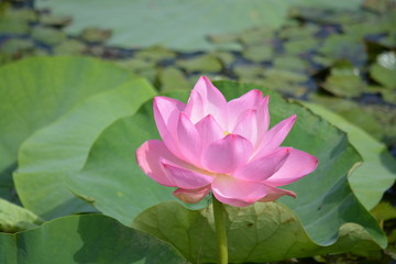 flower, lotus, water, pink, lily, pond, plant, nature, green, water lily, leaf, bloom, blossom, waterlily, flora, beautiful, lake, garden, beauty, summer, petal, floral, aquatic, leaves, yellow