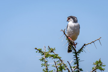 Shrike sitting on a thorny acacia branch, Serengeti National Park, Tanzania
