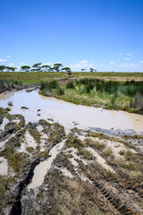 Flooded road, mud and water, in the savannah, safari vehicle in the background, Serengeti National Park, Tanzania
