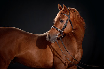 arabian horse portrait with classic bridle isolated on black background