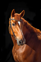 Fototapeta na wymiar Portrait of bay horse with classic bridle isolated on black background