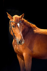 Fototapeta na wymiar Portrait of bay horse with classic bridle isolated on black background