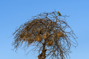 Lilac Breasted Roller perched on a treetop, Serengeti National Park, Tanzania
