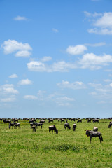 Wildebeest grazing during the great migration, Serengeti National Park, Tanzania
