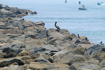Ponce Inlet Jetty_9314