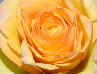 Closeup on one single yellow rose