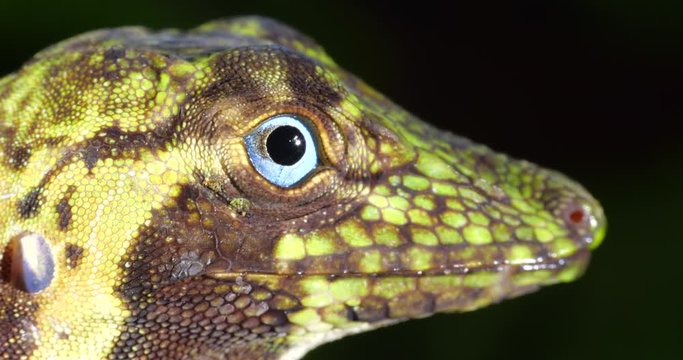 Banded Tree Anole (Anolis transversalis) Close-up of head, from rainforest in Orellana province, in the Ecuadorian Amazon.