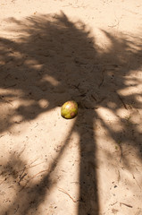 coco e sombra de coqueiro na areia