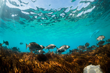 Fototapeta na wymiar Group of Ludericks fish swimming in the crystal clear water, Sydney Australia