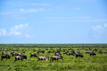 Wildebeest grazing during the great migration, Serengeti National Park, Tanzania
