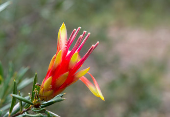 Fototapeta na wymiar Macro photo of Mountain Devil flower