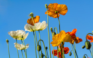 Obraz premium Field of poppy