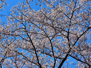 full cherry blossoms in the park , 2020