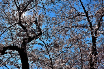 full cherry blossoms in the park , 2020
